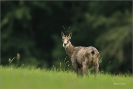 <p>KAMZÍK HORSKÝ (Rupicapra rupicapra) Lužické hory, Studenec ---- /Chamois - Gämse/</p>